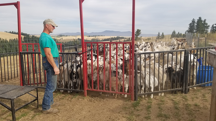 goat-herding